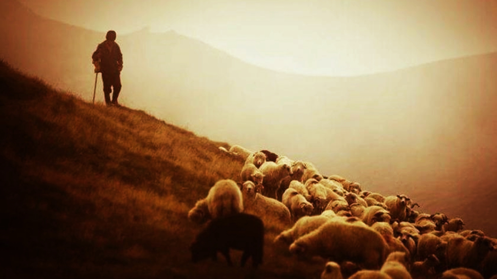 Çoban Değneği